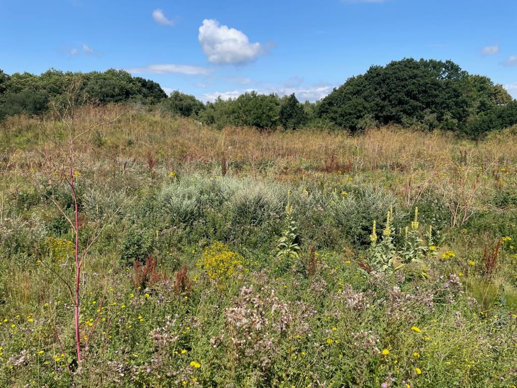 Lot: 134 - OVER 16 ACRES OF LAND INCORPORATING WOODLAND - General view of the site